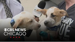 Meet pups Sutton, Sailor of Wright-Way Rescue