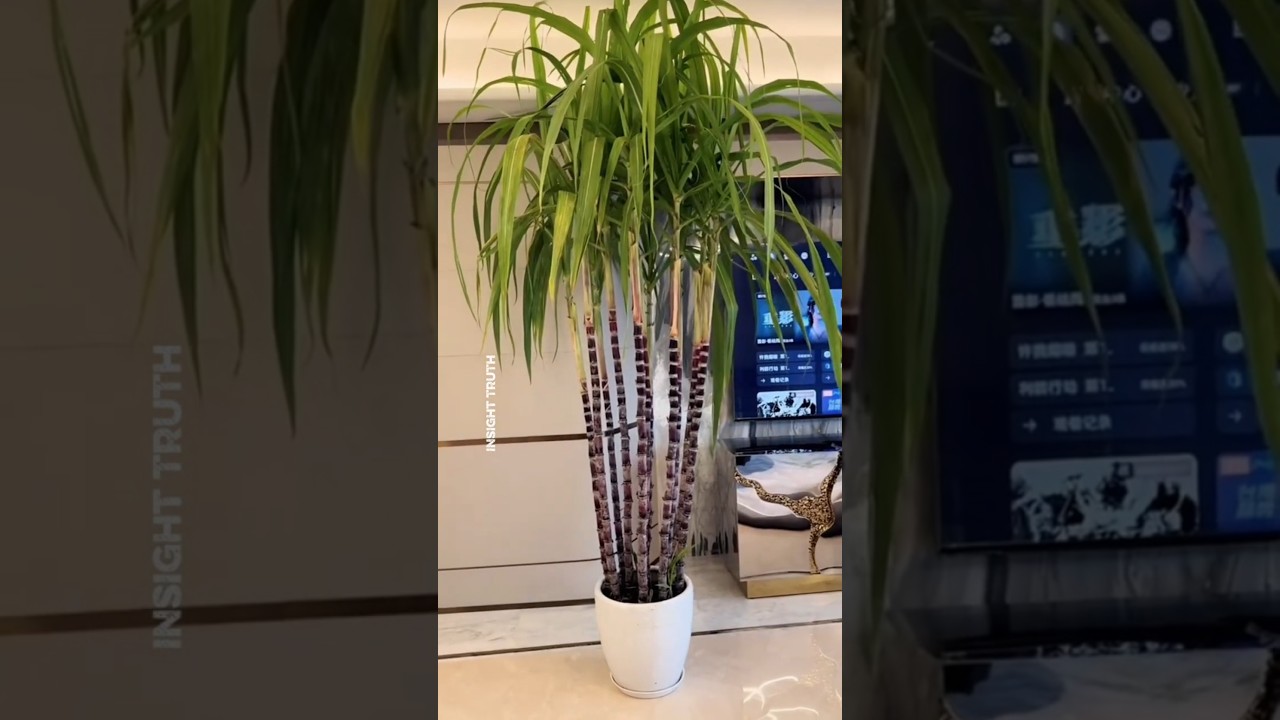 MINI BLACK SUGARCANE  