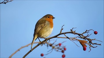 Robin Sound | Free Sound Effects | Animal Sounds