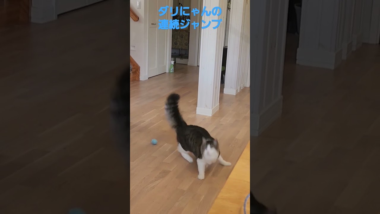 ダリにゃんの連続ジャンプ 
