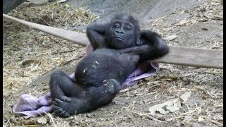 【吹いたら負け】ジワジワ来るww 動物のおもしろ画像集・・・疲れた時にどうぞ!思わずニヤニヤしちゃう!