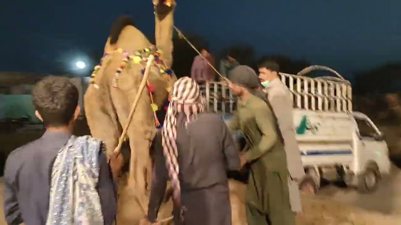 Camel loading vlog 2025 from shah pour kanjran mandi Lahore Pakistan