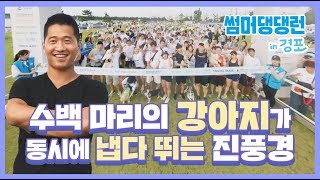 수백 마리의 강아지가 동시에 냅다 뛰는 진풍경‍♀ 2019 댕댕런 in 경포