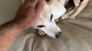 We Need To Make Dolly Stronger for a Possible Surgery! - Takis Shelter