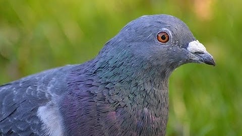 Did Google Pigeon Algorithm Update 2014 Affect Your Business Listings? Here