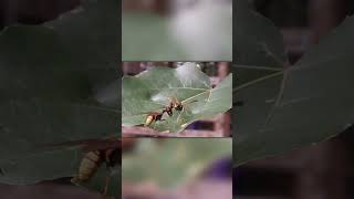 Mantis Pretends To Be A Wasp To Kill