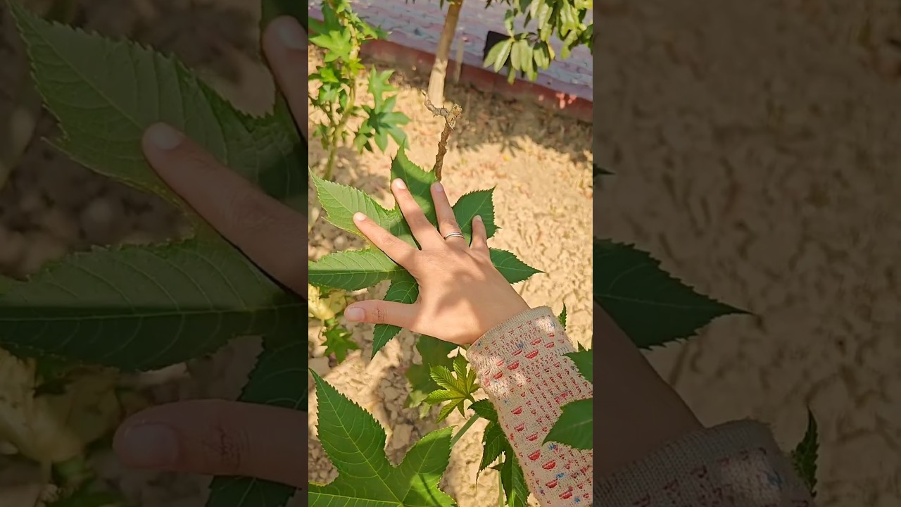 एरंड के पर्यायी नाम । synonyms of Castor