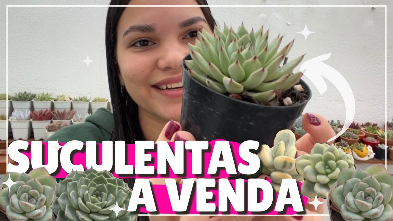 TOP 10 Suculentas (Álbum de Vendas!🌵)