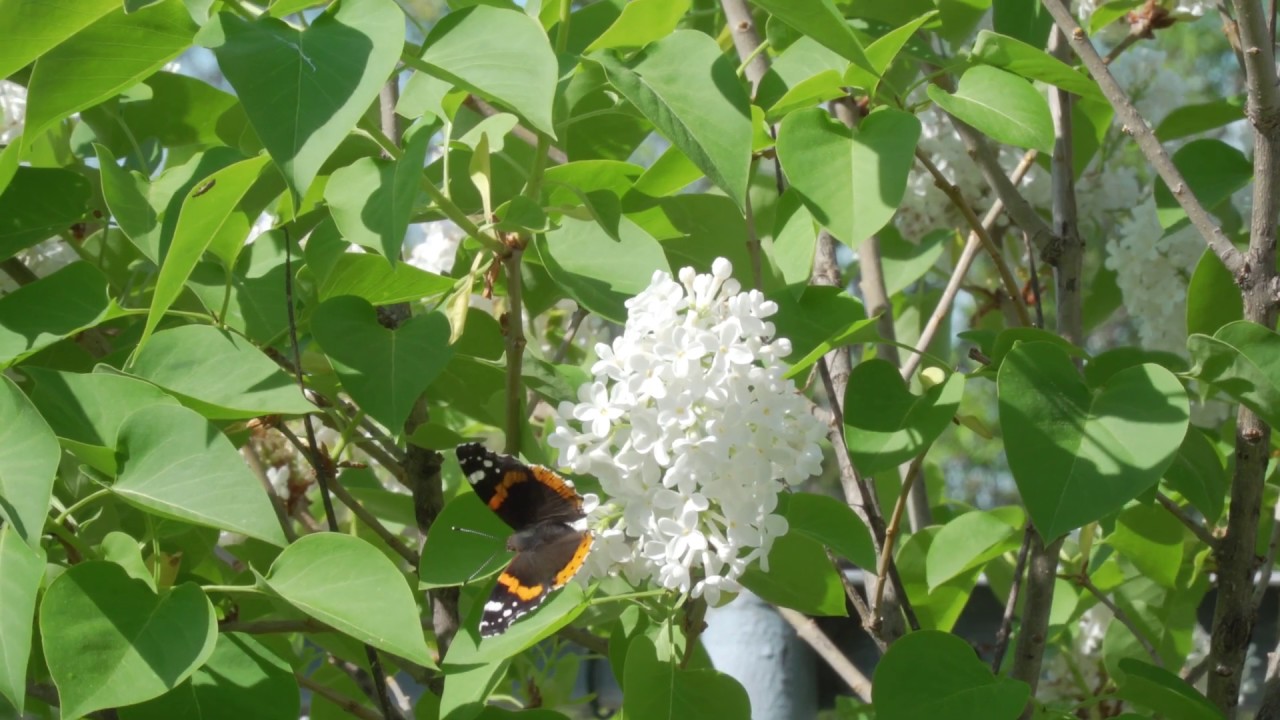 Spomladanski travnik