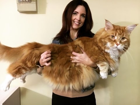 Video: Omar The Maine Coon Bisa Jadi Kucing Terpanjang Di Dunia