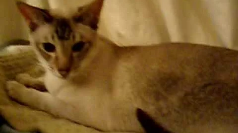 Watch the video about Seal Point, Lynx point, Cornish Rex. My Fur Babies