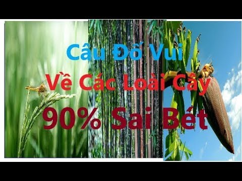 Video: Câu đố Về Cây Cối Là Gì