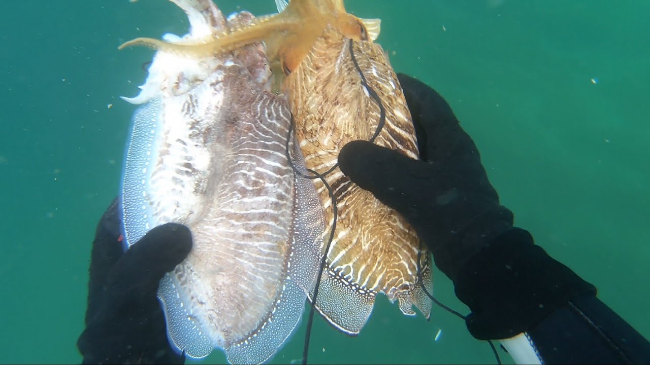 Caça Submarina ao choco e apanha de mexilhão a mergulho. Uma excelente pescaria aqui na Província.