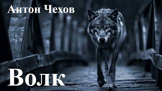 видео: Антон Чехов.  картинка: Антон Чехов.