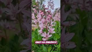 Dyptam jesionolistny - fajerwerki w ogrodzie Teściowej? #shorts #byliny #ogrody #garden #plants