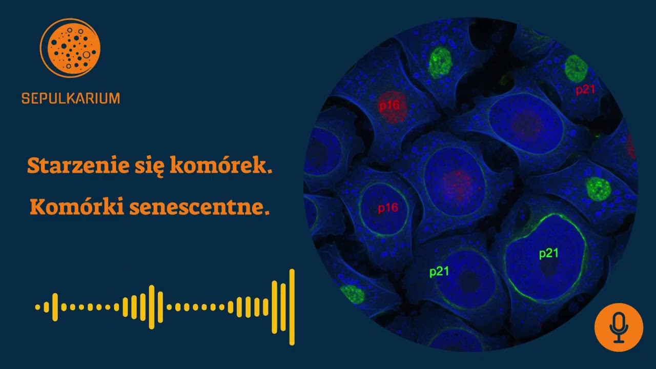 Starzenie się komórek. Komórki senescentne.