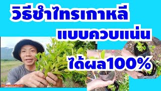 🌿วิธีชำไทรเกาหลีแบบควบแน่นได้ผล100% | อดิศรเกษตร Lifestyle