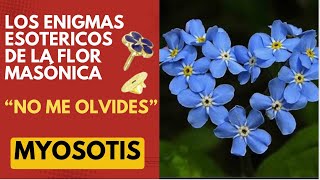 LOS ENIGMAS ESOTERICOS DE LA FLOR MASONICA  NO ME OLVIDES