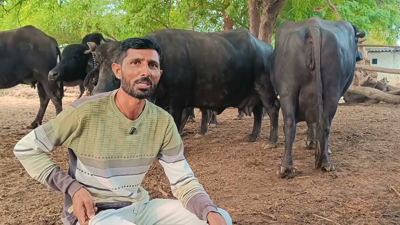 શ્રેષ્ઠ પશુપાલન👌 આવી ભેંસો ક્યાંય નથી જોઈ. Buffalo Dairy Farming. Dairy farming in gujarat