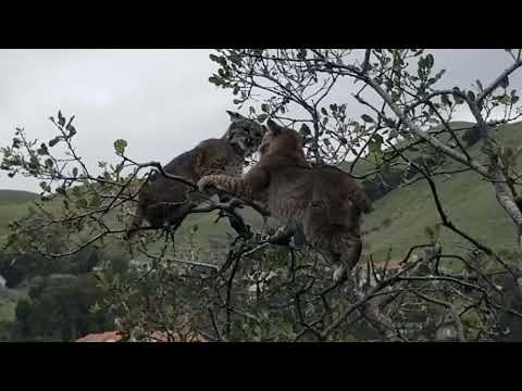 Bobcats fighting