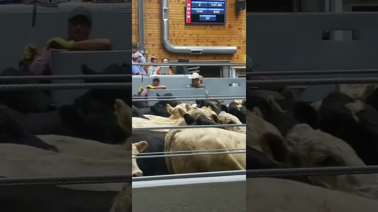 Denison livestock auction YouTube