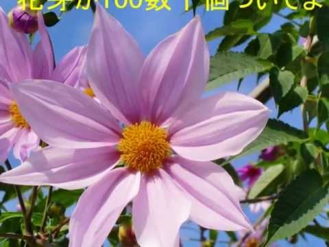 皇帝ダリア栽培記 Youtube