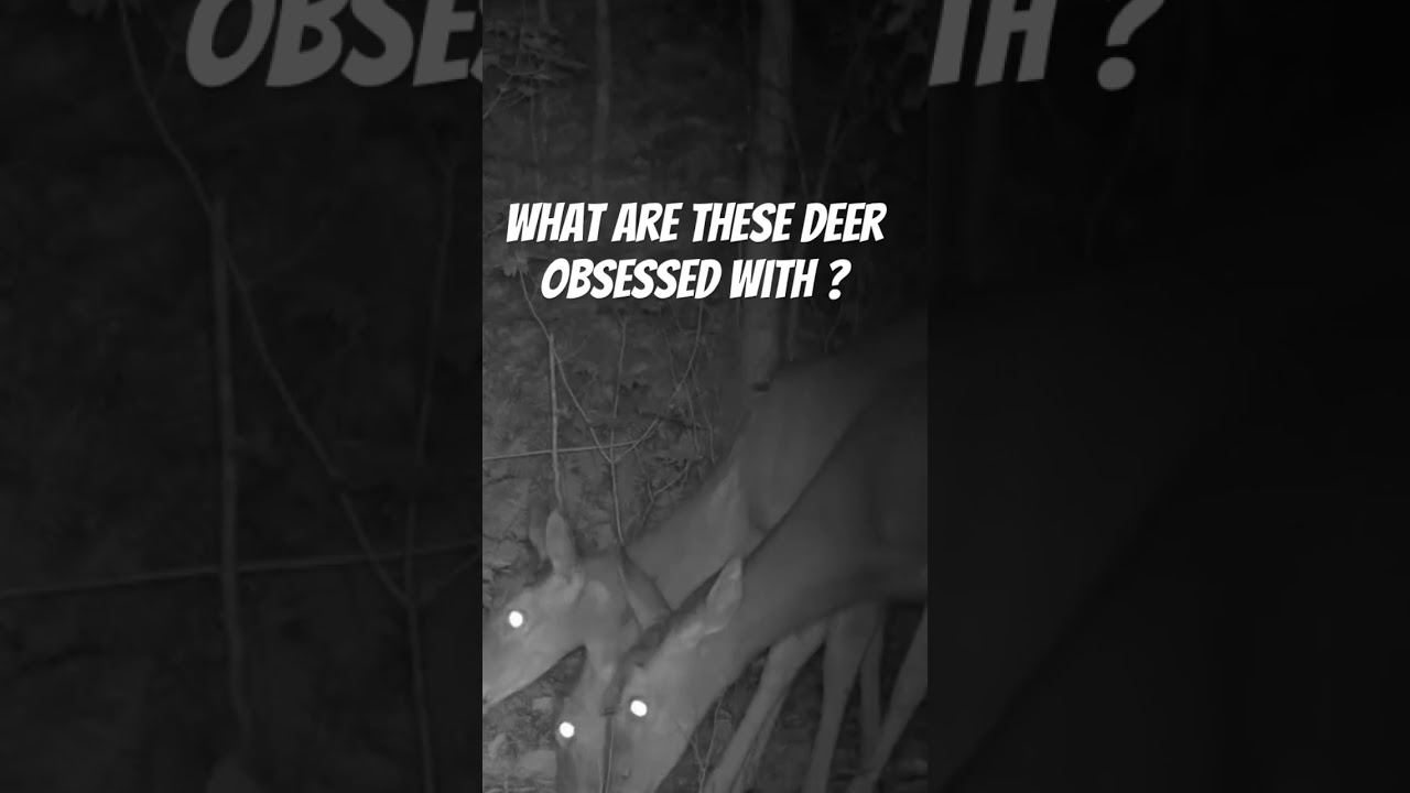 Best Deer Attractant - What are these deer obsessed with ? 