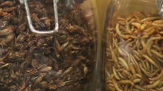 Bugging out: How to turn insects into tasty treats