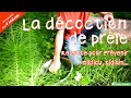 La décoction de prêle : Recette pour prévenir du mildiou et l