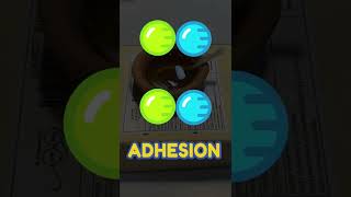 Capillary Action | Experimental #shorts #CBSE #NCERT #science #Physics #Chemistry #Viral #viralvideo