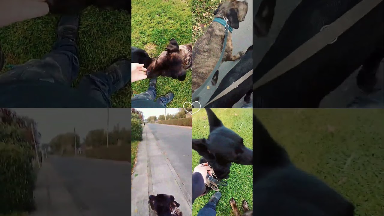 i love these dogs so much ❤️❤️ 