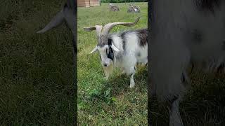 handsome buck #buck #goat #food #mountains #farmlife