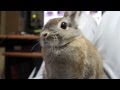 うさぎと遊んでみた。 - I play with rabbit.