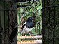 magpie robin bird song