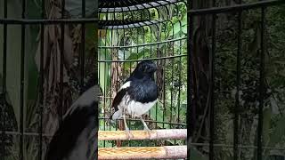 magpie robin bird song
