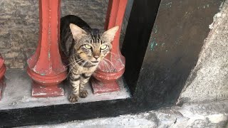 Cara Agar Kucing Nurut Dengan Kita ##kucinglucu #kucingoren by RINO PRIATAMA 385 views 1 month ago 6 minutes, 54 seconds