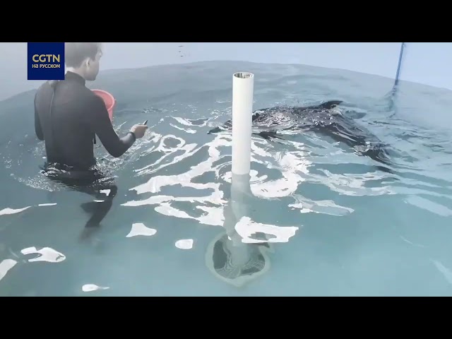История спасения: дельфин Ваньвань вернулся домой! 