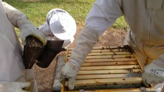 Treating a hive with powder sugar for Varroa Mite (Destructor)