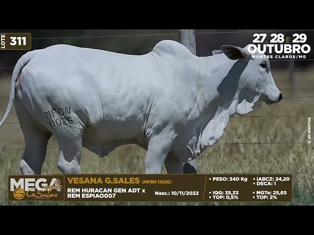 LOTE 311   MFBN 11026