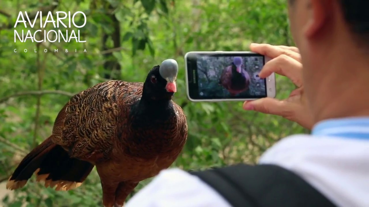 Paujil Copete de Piedra