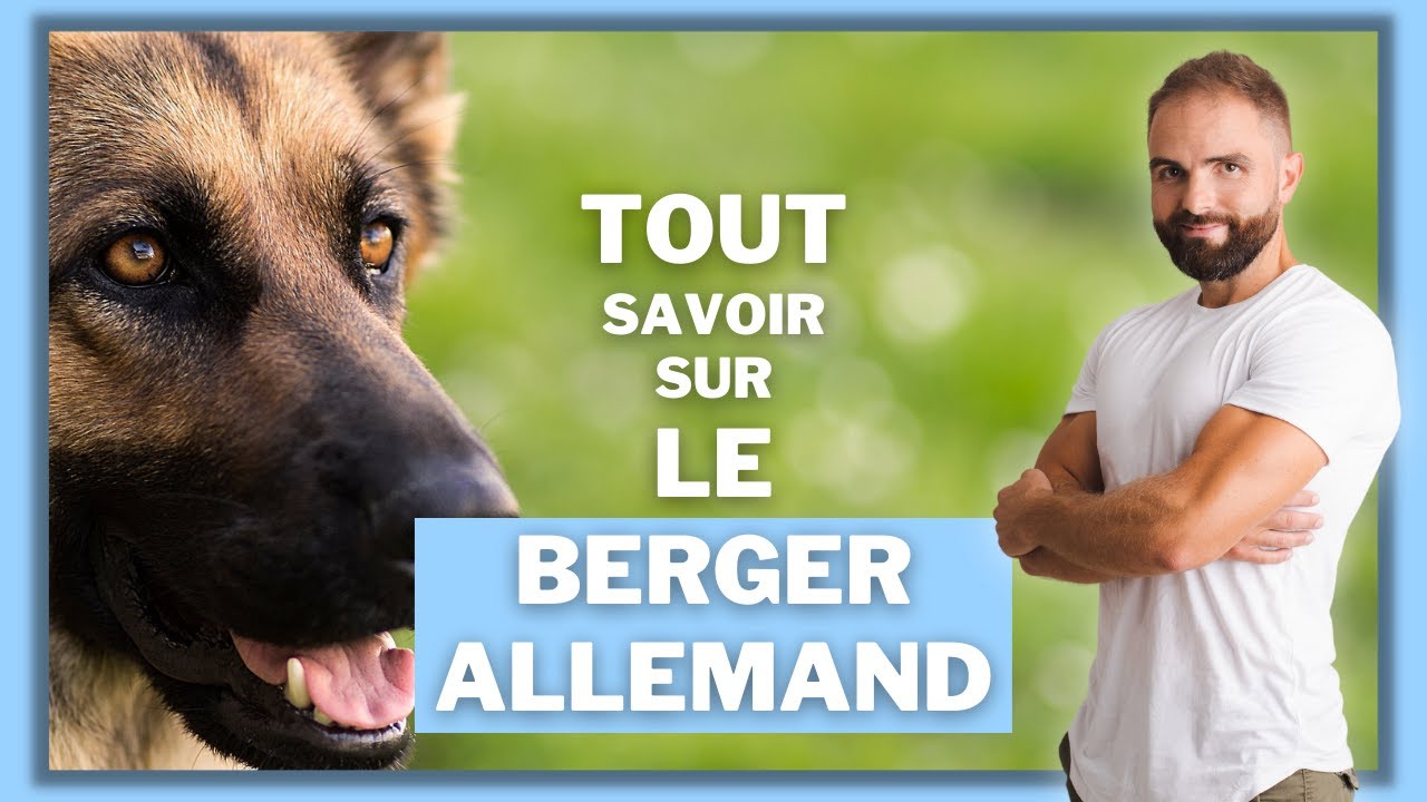 Berger Allemand