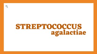 Streptococcus agalactiae (Group-B strep or GBS and β-hemolytic) in Detail