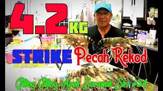 STRIKE PADU, Joran Melengkung DiGasak Bertubi - Tubi.