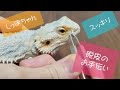 しっぽちゃんの脱皮【フトアゴヒゲトカゲ】