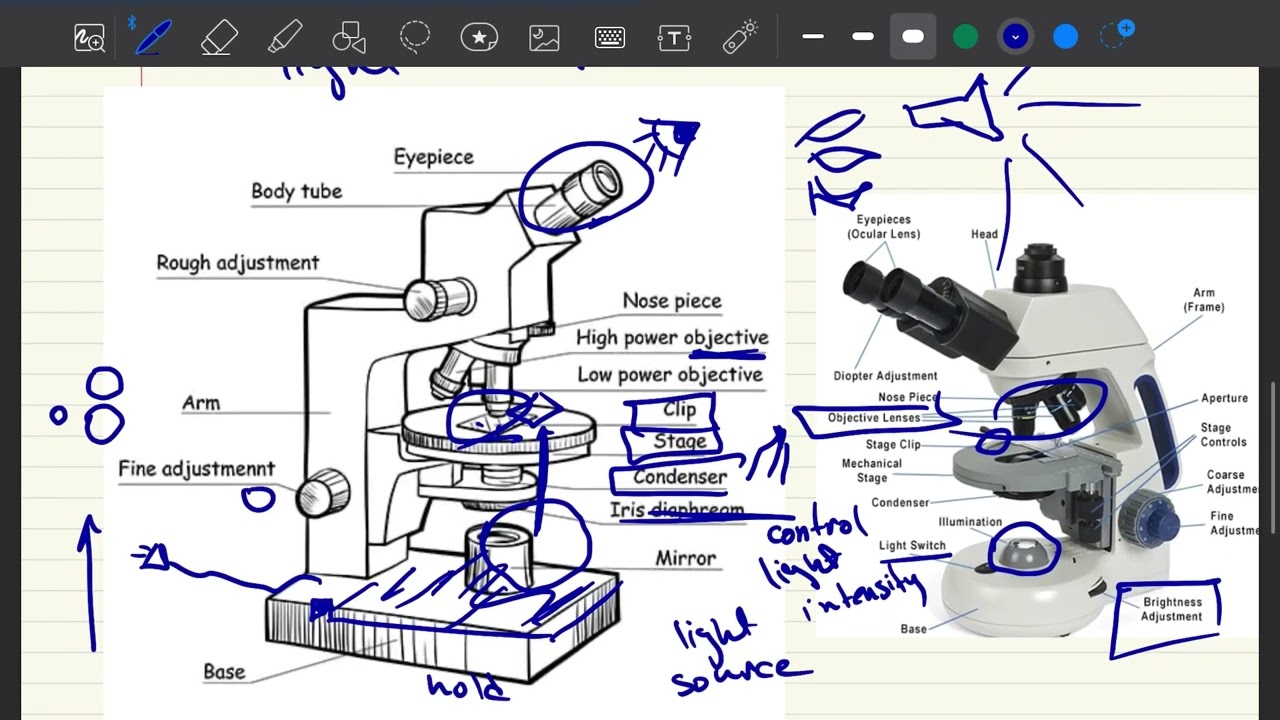 Biology 105 lab 1 the microscope 🔬