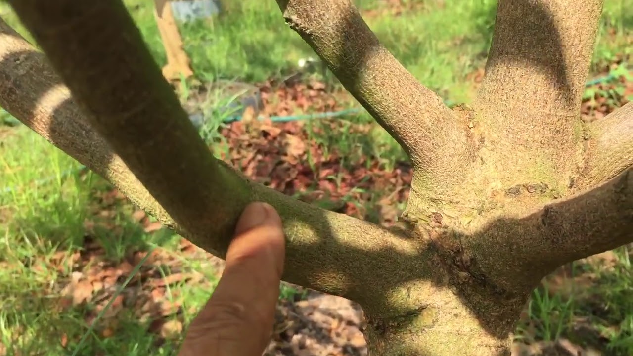 CÁCH TẠO CÀNH CHO CÂY MAI NHỎ VÀ CÂY TRƯỞNG THÀNH -0985268452