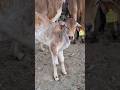 cow and calf 😘 प्यारी बछड़ी ने मां का दूध पी लिया है अब आनंद ले रही है 🥰