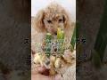 #検証 ショウガを土に植えたら、1年２ケ月後はどうなる？What happens to ginger 1 year and 2 months after planting it in soil?