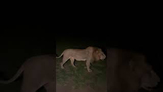 Lion roar on patrol