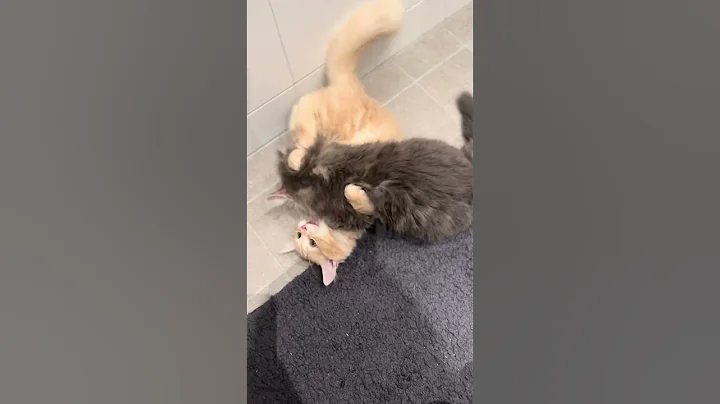 Watch the video about Cat fight - who’s the winner? #siberiancat #kitten #kittensoftiktok #fyp #catfight